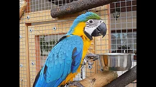 papuga ara ararauna,zabawy Sisi w wolierze letniej,macaw parrot, Sisi plays in the summer aviary,