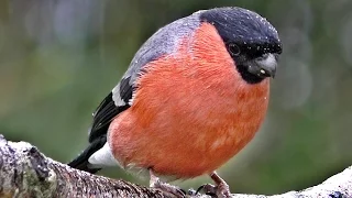 Bullfinch - Birds On and Off The Branch