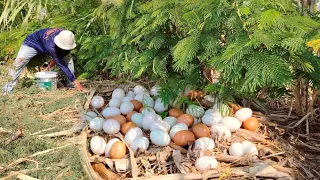 Wow, a farmer picks a lot of eggs under a tree by the side of the road.