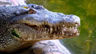 Top 5 Killer Crocodile Moments | BBC Earth