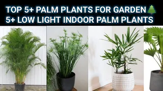 Top 5+ Palm Plants For Garden🌲5+ Low Light Indoor Palm Plants | Best Indoor Palm Plant Varieties 🎋