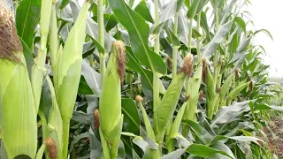 #DAGANA,BHUTAN #summervibes || Fresh and organic 🌽🌽||Day:2 of funeral #PeeGee