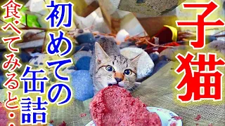 ひっそりと暮らす、腹ペコな子猫が初めて餌を食べてみたら・・・