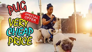 BONY'S PUPY KENNEL, BARANAGAR | PUG PUPPY AVAILABLE WITH KCI PAPERS | BONY DI : 9051436721