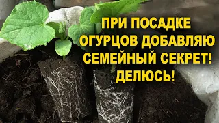 В Лунку При Посадке Огурцов Добавьте Ложку Этого! Огурцы Завалят Урожаем!