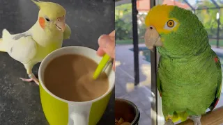 Super Cute And Funny Parrots #33