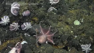 Rare find: Octopus nursery discovered 2 miles below ocean surface off Costa Rica