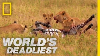Lions vs. Zebra | World's Deadliest