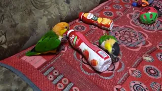 Птенец какаду прогоняет каиков от своих игрушек.