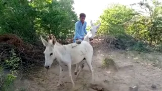 Donkeys Mating@Mp2 Animals