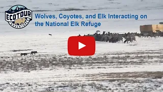 Wolves, Coyotes, and Elk interacting on the National Elk Refuge!