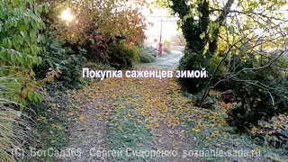 Покупка саженцев зимой