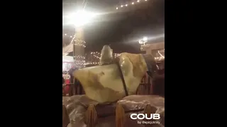 Doggo rides the bull