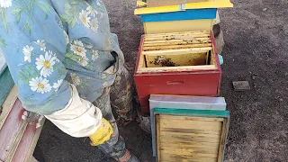 Пчеловодство/ОСМОТР роя/Пчеловодство для начинающих