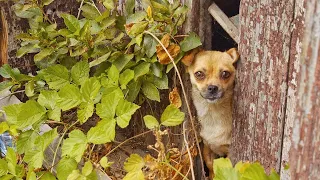 Abandoned Dog with Broken Heart Learns to Be Loved again