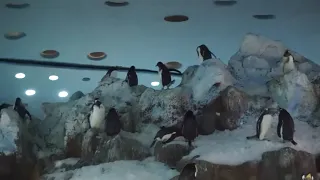 Pinguinos - Loro Parque | Planet Penguin in Loro Parque Tenerife