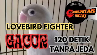 LOVEBIRD FIGHTER DURASI PANJANG !!!! #lovebirdmania #lovebirdfighter
