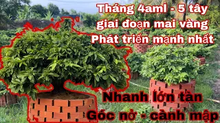 chăm sóc mai vàng tháng 4 âm lịch - tháng 5 tây ( giai đoạn mai vàng phát triển mạnh nhất