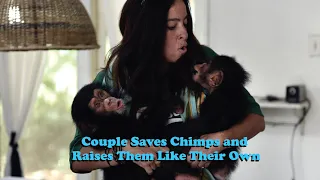 Couple Helps Save and Protect Baby Chimps 😍 | The Koala