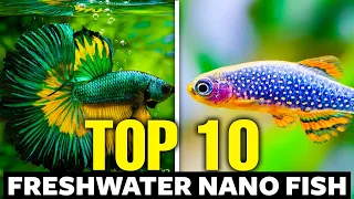 Top 10 Freshwater Nano Fish 🐠