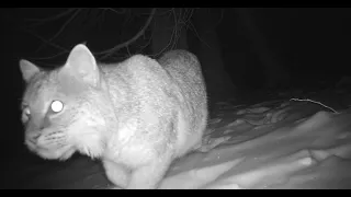 Trail cam captures bobcats chasing each other in Mid-Michigan