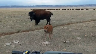 Baby bison trying to get his momma to kill me.