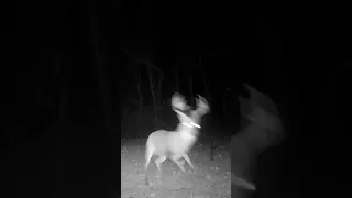 Big Buck Destroys My Deer Target #hunting #shorts #deerhunting #whitetaildeer