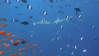 Fish Head Maldives 2022