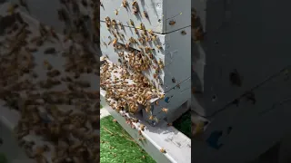 Active honey bee swarming