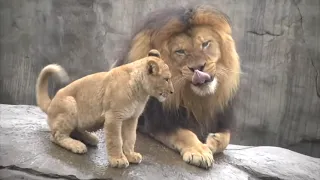 Lion cubs meet dad for the first time