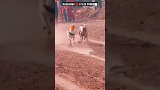 KHALNAYAK V/S GS POWER BEST GREYHOUND DOG RACE VIDEO#shortvideo #shorts #greyhound#dograce #doggames