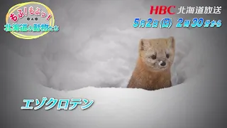 もふもふっ！北海道の動物たち（仮）5月2日(日)ひる2時30分放送｜HBC北海道放送