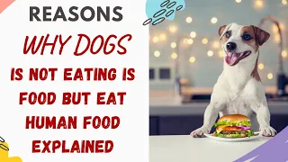 Why Is My Dog Not Eating His Food But Will Eat Human Food - Explained & Answered
