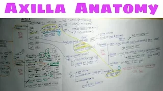 Axilla Anatomy | Part 2 | TCML Anatomy Chart