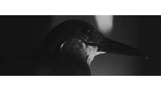 Ассаи – Унижать и любить [Official Video], 2016