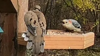 Woodpeckers, Doves, Finches, Cardinals and More Oh My