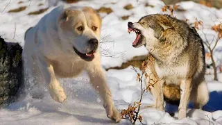 АЛАБАЙ бросился на МАТЁРОГО волка, защищая своего хозяина от страшного зверя