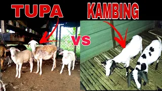 ALIN ANG PIPILIHIN MO?TUPA O KAMBING?advantage at disadvantage Ng tupa at kambing.#tupaokambing#goat