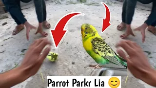 How To Catch Parrot 🦜 | How To Catch Bird | Sw Pet House Trap