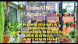Houseplants unboxing Feb and March 2023
