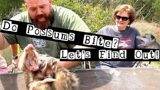 Do Possums Bite?? Let's find out!