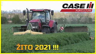 Case IH Puma 240 CVX | Sečení Žita na GPS (2021) | Koszenie Żyta | Roggen mähen | ZD UNČOVICE