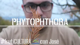 Cómo combatir la Phytophthora 🦠 el HONGO DESTRUCTOR de plantas 🌱 frutiCULTURA #LdN