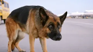 The Dog Was Abandoned At The Airport .It Hijacked The Plane And Waited For The Owner For Two Years