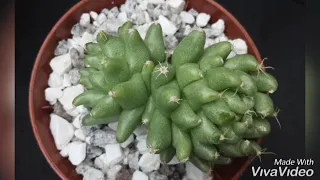 Amazing new cacti | One ugly mammillaria 🙈🤣| Cacti unboxing  from pure plant uk