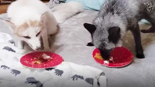 These Rescue Foxes Are So Fluffy! 🦊 FRIENDSHIPS| The Koala