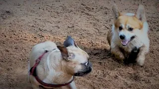 Corgi VS French Bulldog