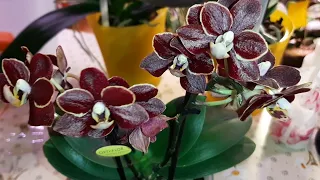 Обзор Новых Орхидей | Посадка Ph. Sunrise Red Peoker 'esmee' | Dtps. Rainbow | Ph. Pirate Picotee