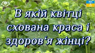 В якій квітці схована краса і здоров‘я жінці?