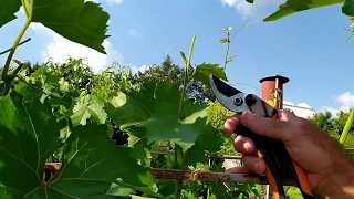 Почему, когда и как я укорачиваю зеленые побеги -  летняя чеканка зеленых побегов винограда